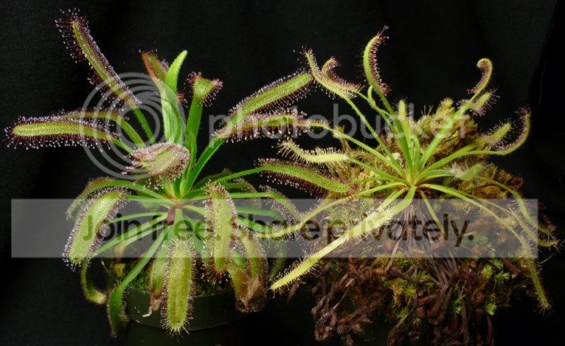Dcapensisalbacomparisonplants.jpg