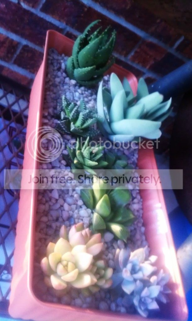 IMAG0368_zps2087bfa5.jpg
