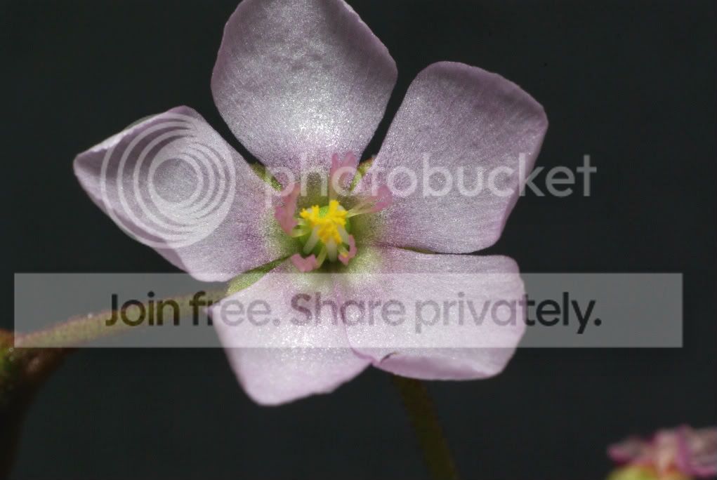 IMGP4071-1.jpg