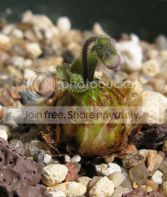 IMG_9192-P-heterophylla-AW-July-17-2012.jpg