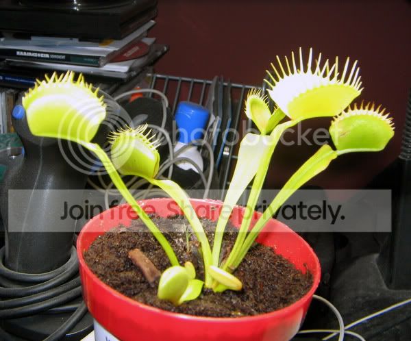 flytrap.jpg