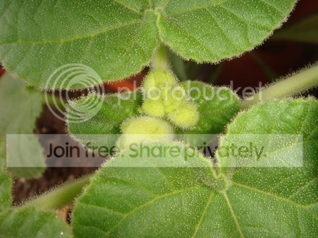 ibicella_lutea_flowerbuds.jpg