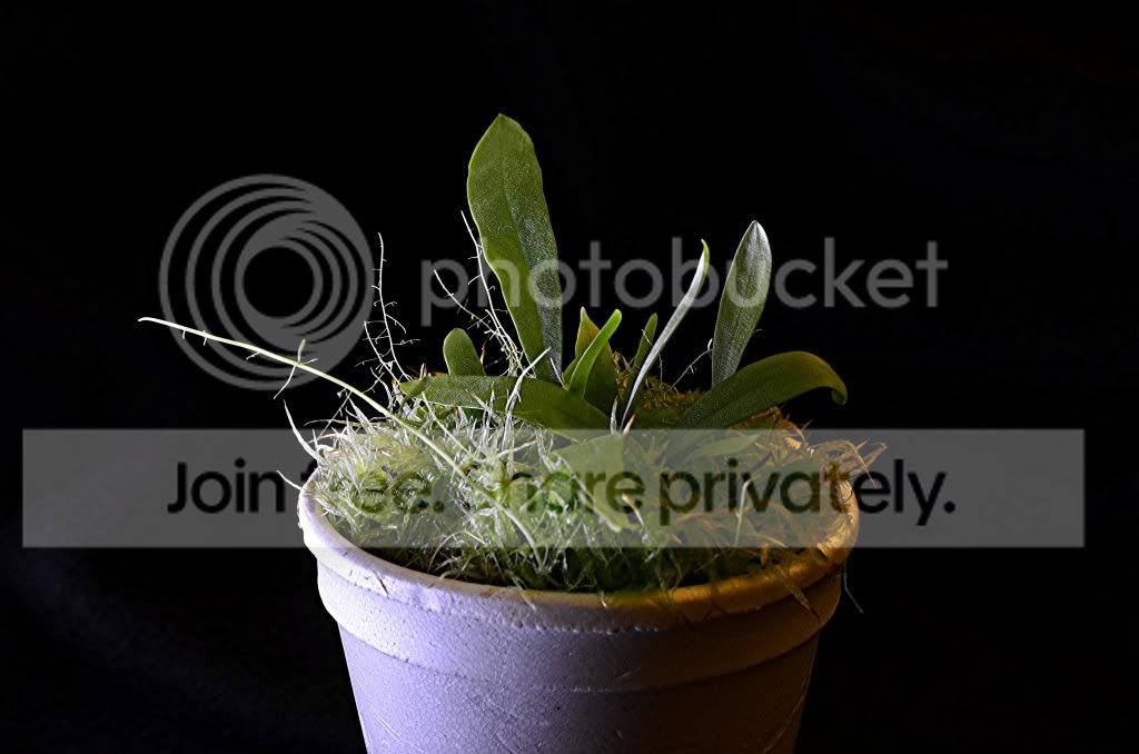 randomplantpics001.jpg