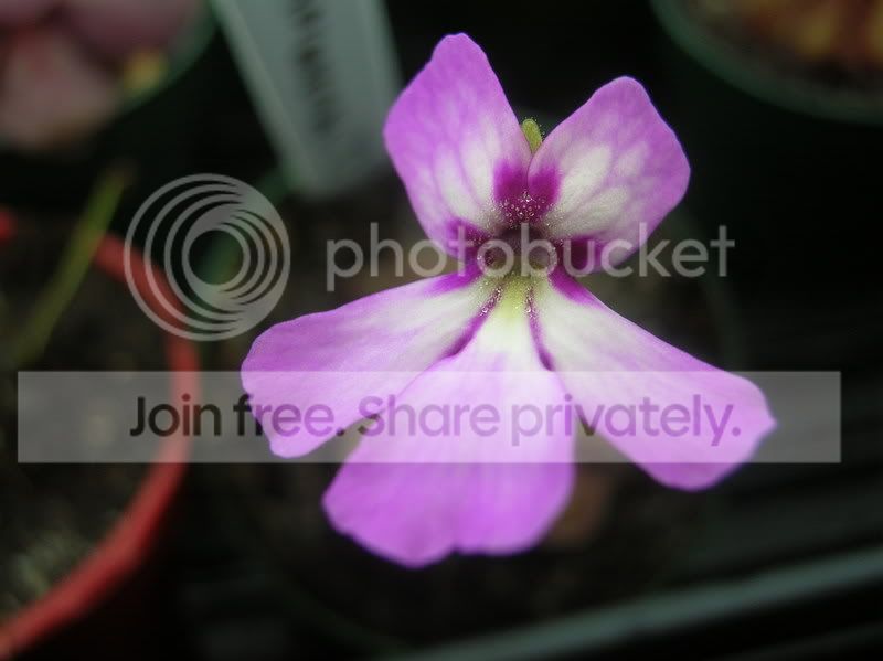 DSCN3730.jpg