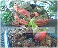 SARRACENIAUNKNOWN2.jpg