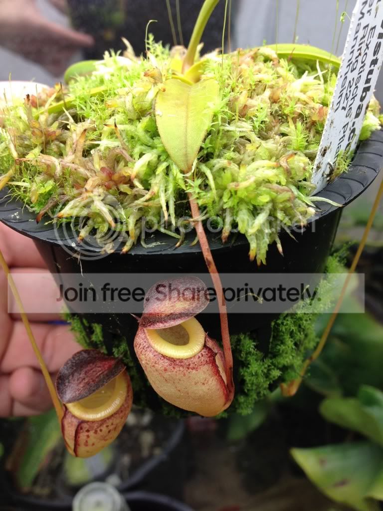 image_zps9b05f1ad.jpg