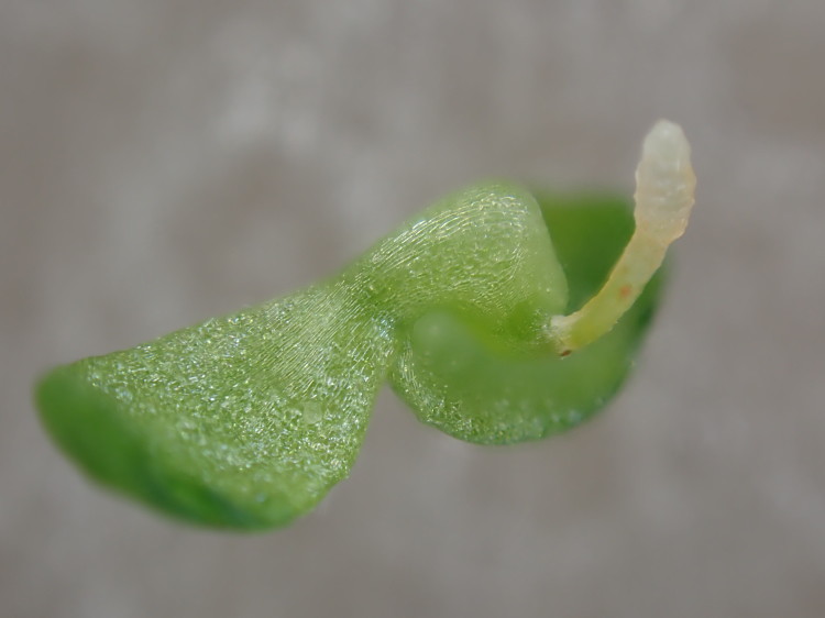 51755350079_50c3d990f9_c.jpg
