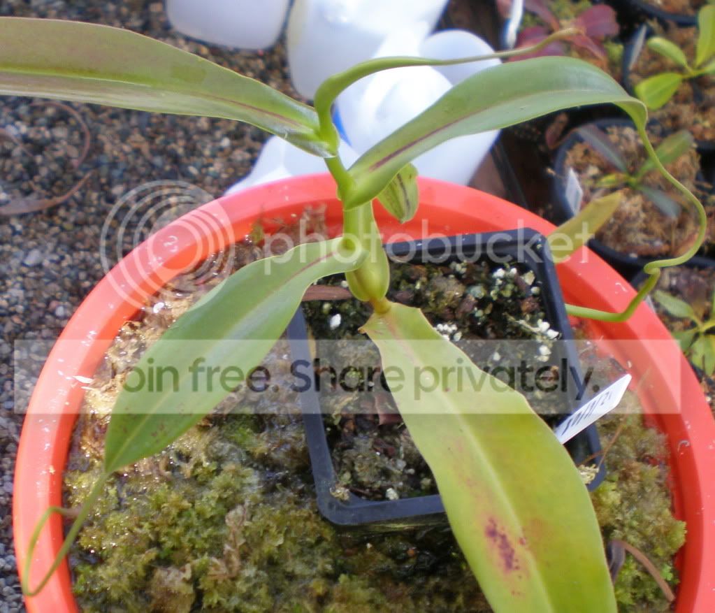 SpathulataxThoreliirootedcuttingSxT.jpg