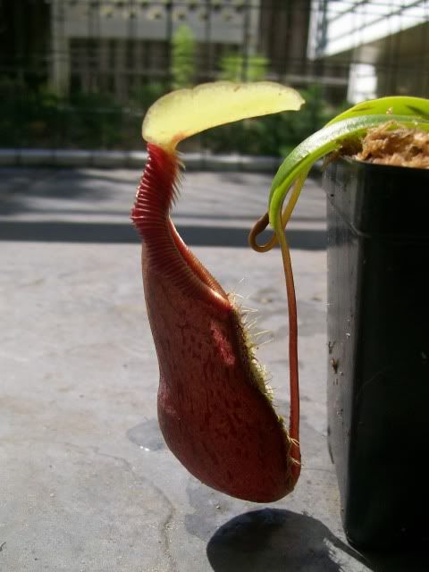 Singalana2.jpg