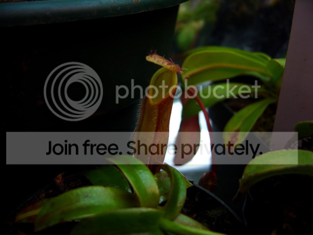 tentaculatamacrophyllahamata001.jpg