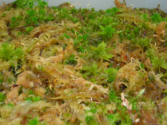 sphagnum-subnitens-month1.jpg