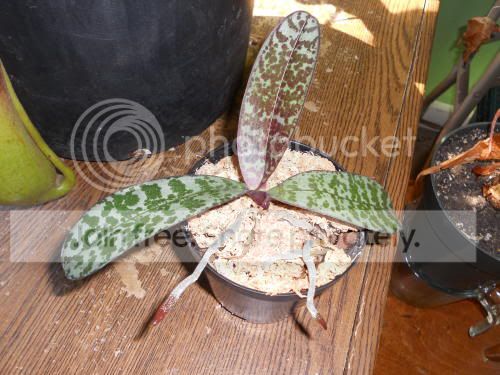 phal_3-28-11.jpg