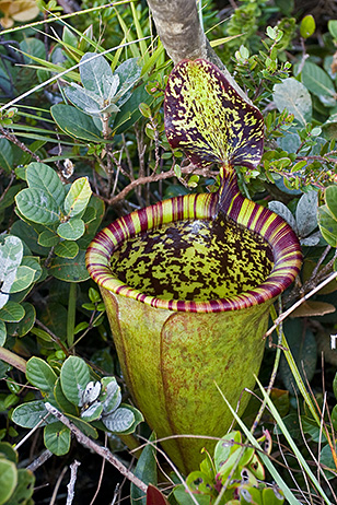 nepenthes-attenboroughii.jpg