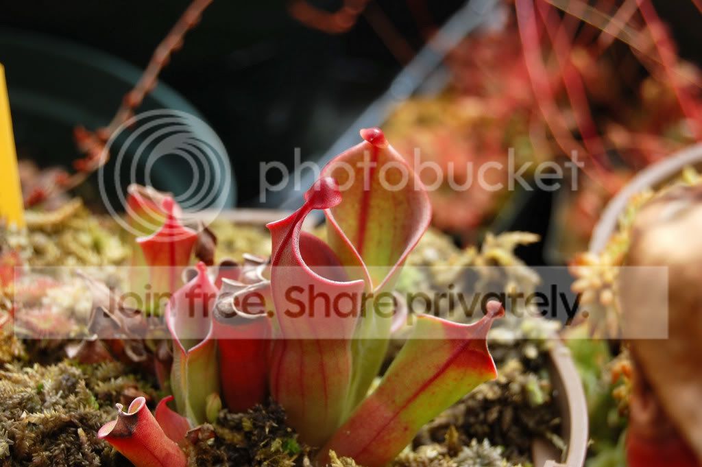 DSC_01610003.jpg