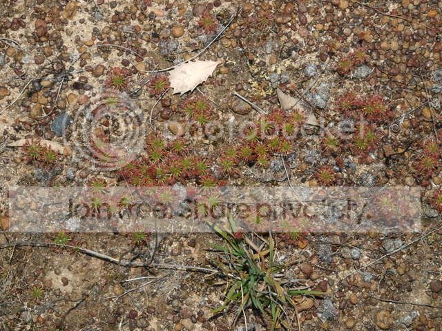 Drosera_barbigera_media.jpg