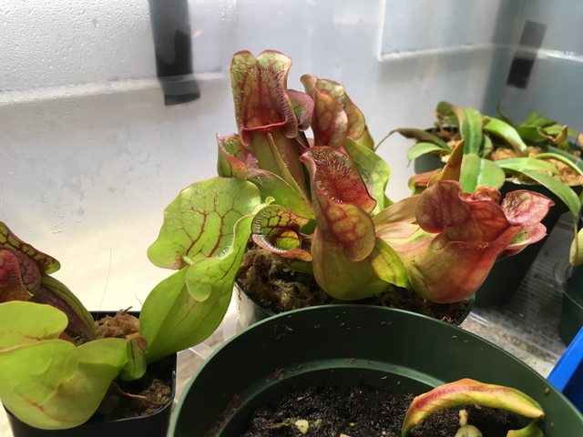 PoIyXwPl.jpg