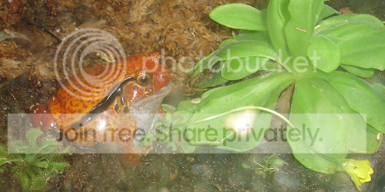 frogplant001.jpg
