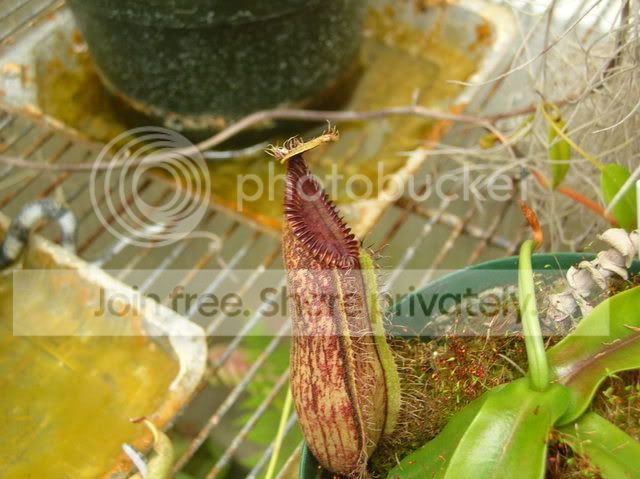 DSCN4408.jpg