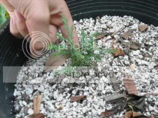DSCN0011-3.jpg