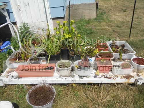 plantgroup_7-5-12.jpg