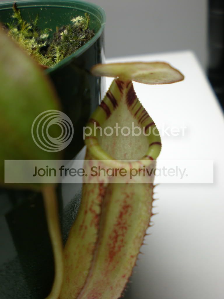 Spectabilis.jpg