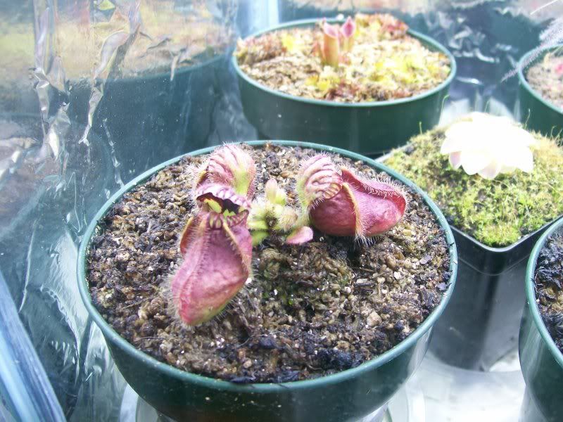 cephalotus1.jpg