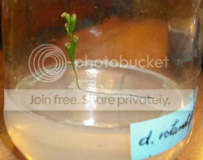 drotundifoliaexp62weeks.jpg