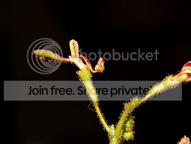 Stylidium_semipartitum_flower3.jpg