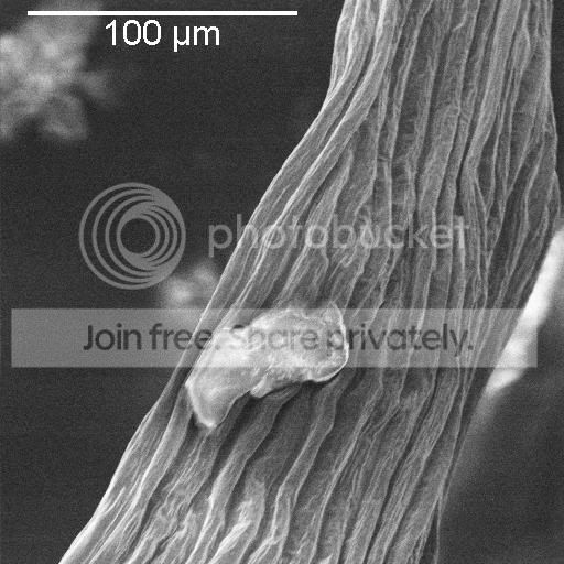 SEMvfteyelashmicro.jpg