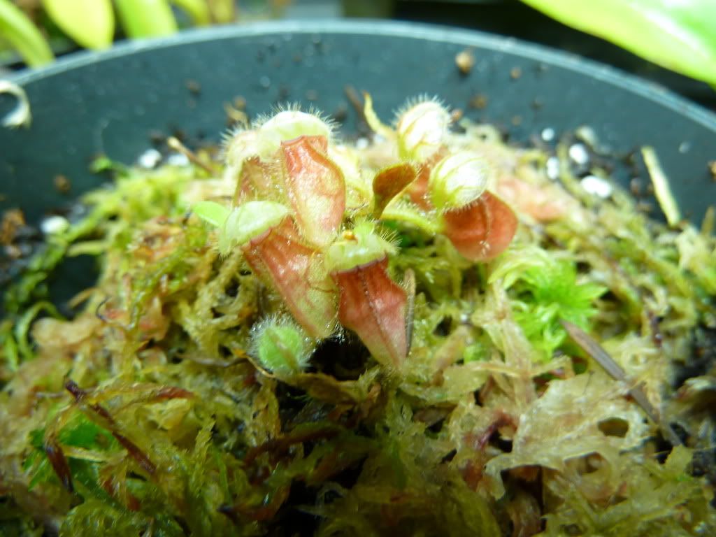 plants10032012002.jpg