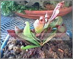 SARRACENIAUNKNOWN3.jpg
