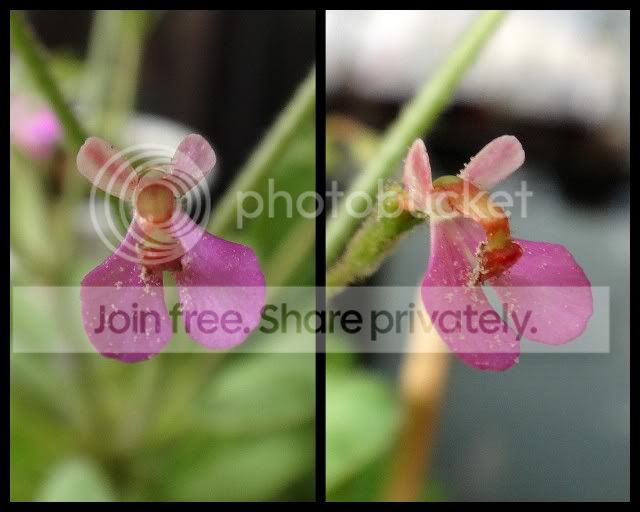 Stylidium_semipartitum_flower_trigger.jpg