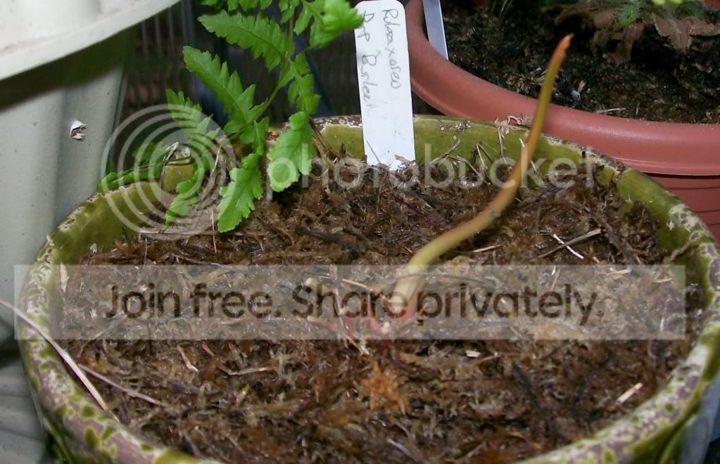 CarnivorousPlants019.jpg