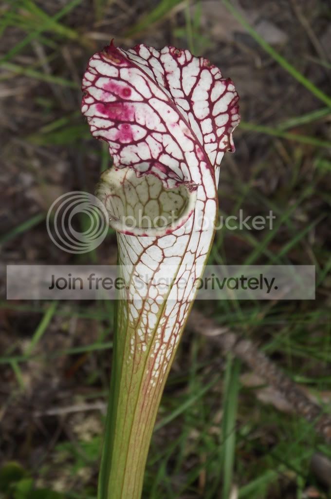 DSCF8789.jpg