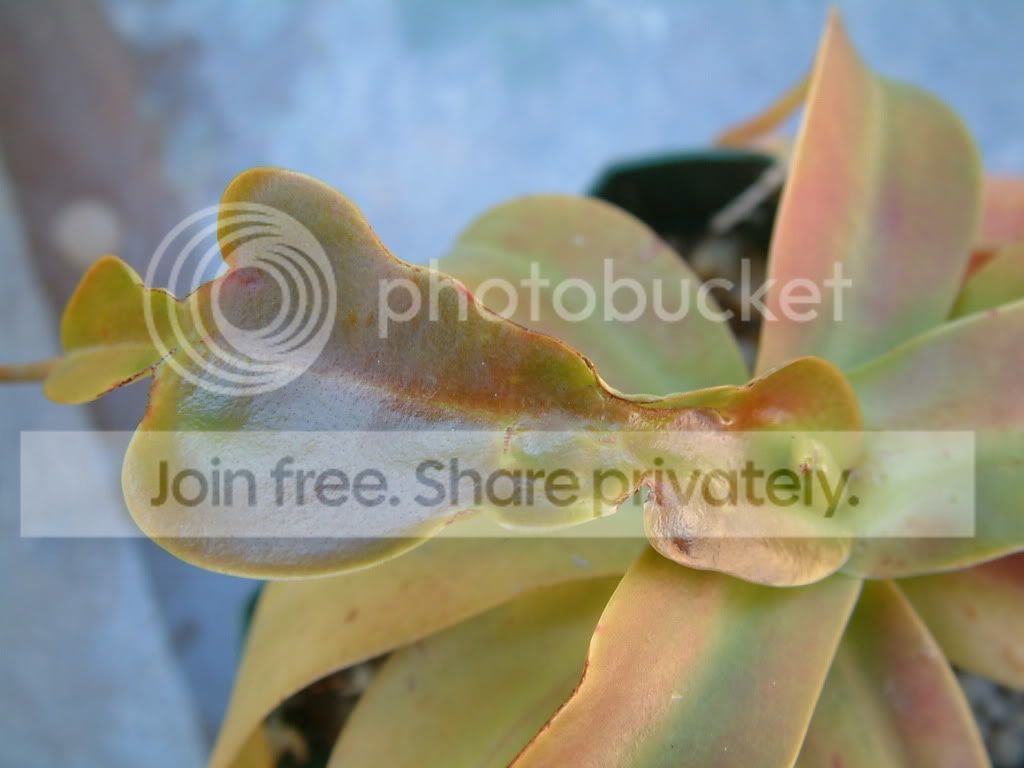 randomCPpictures012.jpg