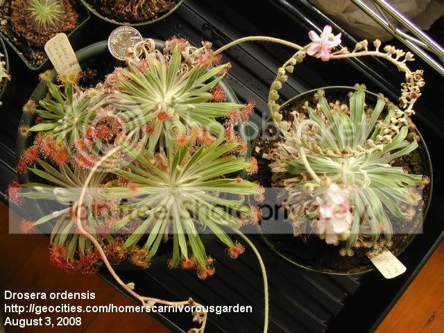 ordensis.jpg