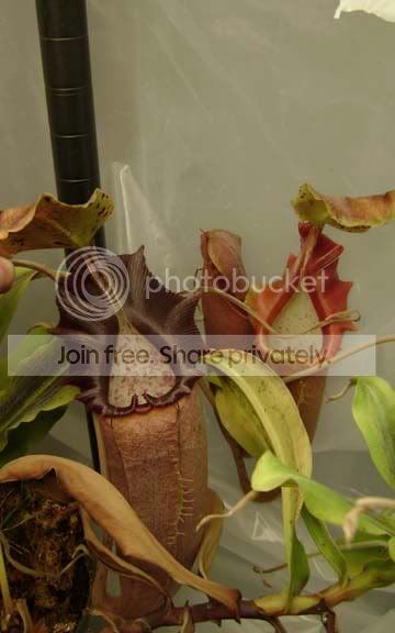 bongsogroup.jpg
