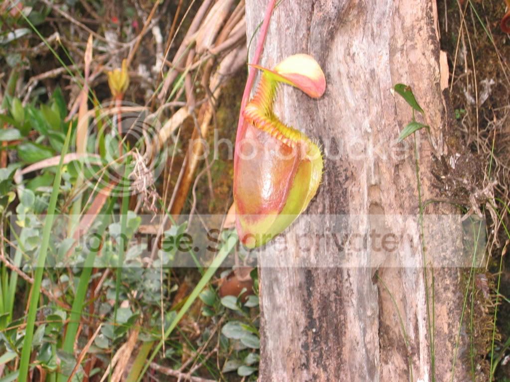 Kinabalu035.jpg