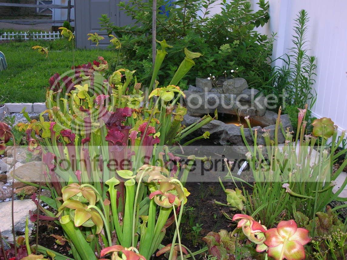 Bog07-15-06.jpg
