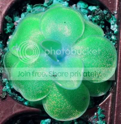 weserphotocropturquoise.jpg