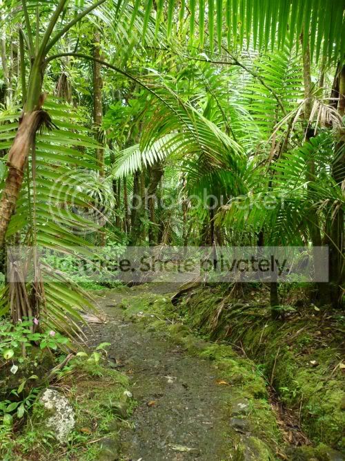 elYunque-trail2RS.jpg