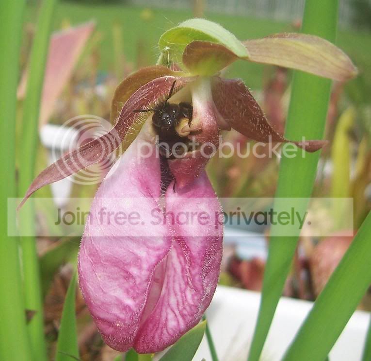 pinkladybumblebee.jpg