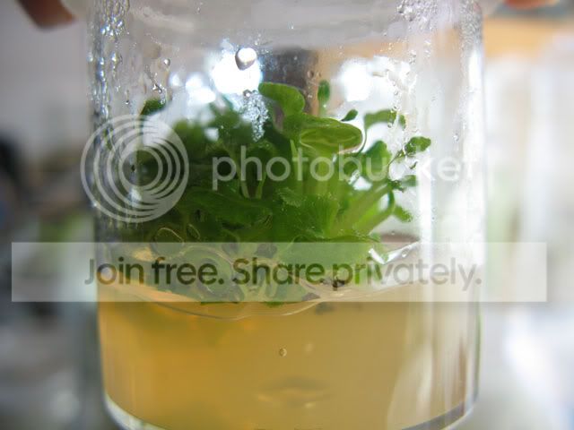 prolifera.jpg