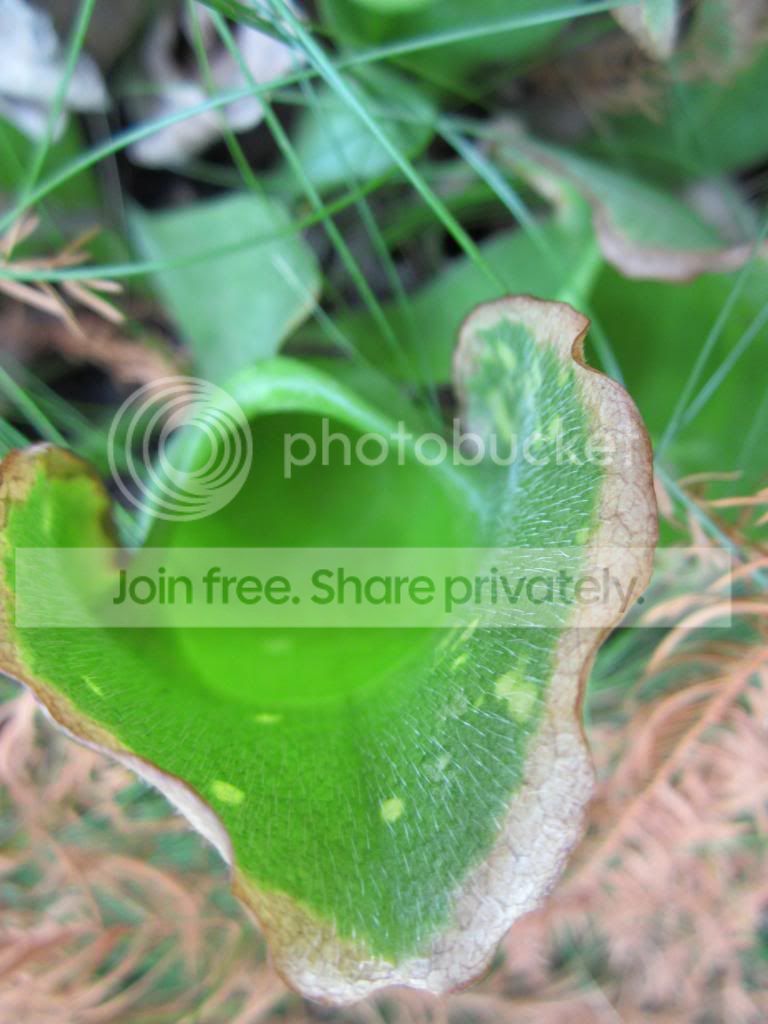 IMG_1202_zps91666072.jpg