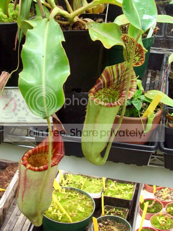 Nveitchiixlowii2-1.jpg