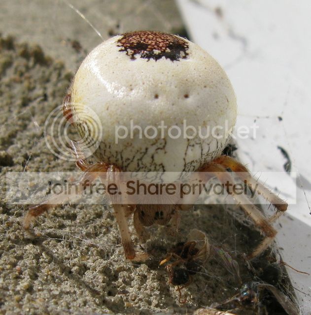 IMG_0798-leaf-back-spider-Sept-6-2012.jpg