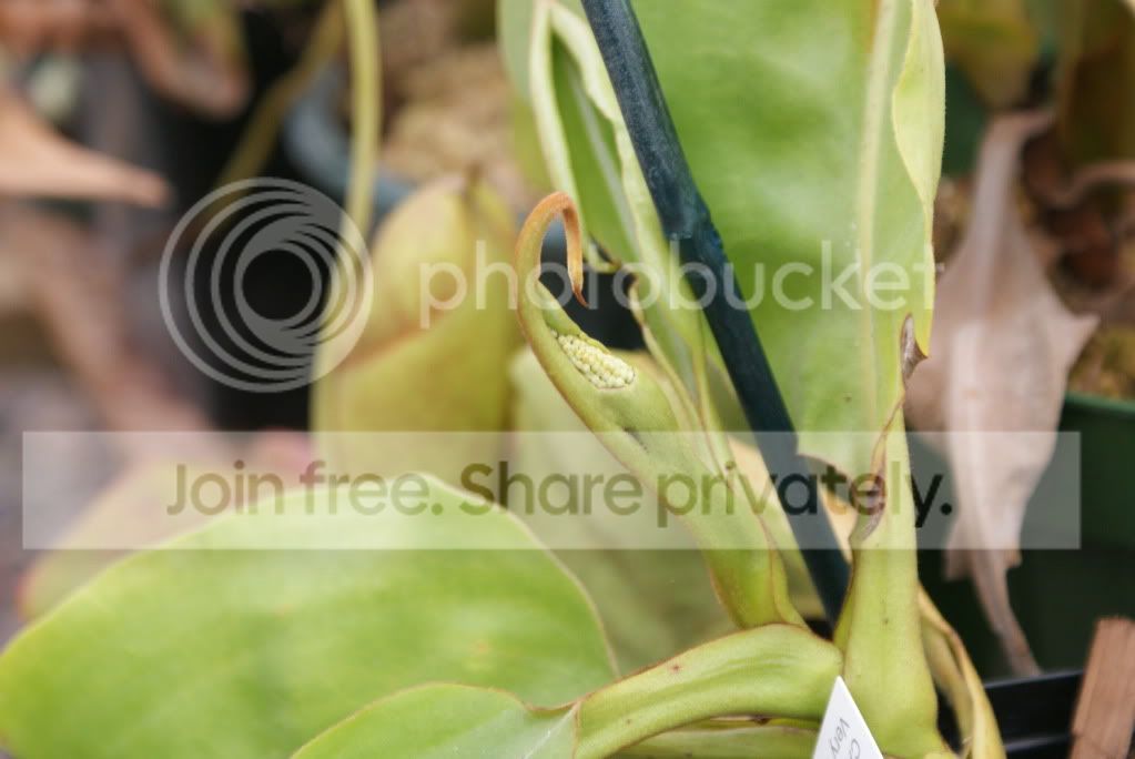 pitcherplants005.jpg