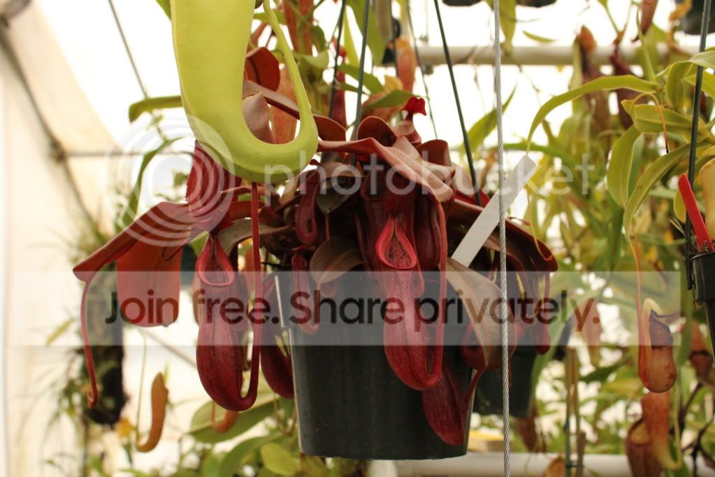 IMG_4894.jpg
