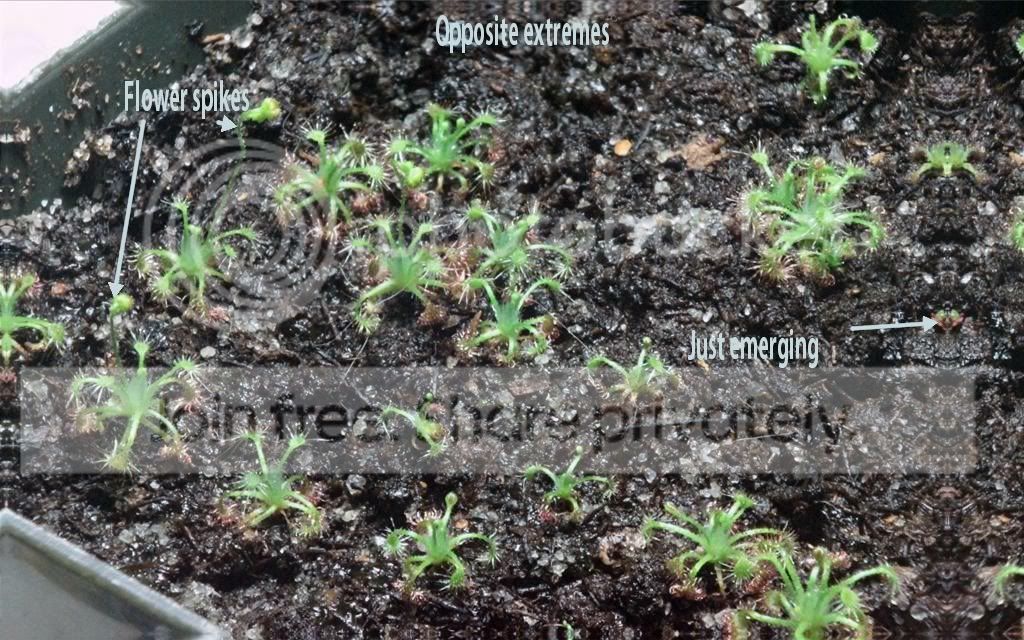 DRO50-leucostigma-scwttxt.jpg