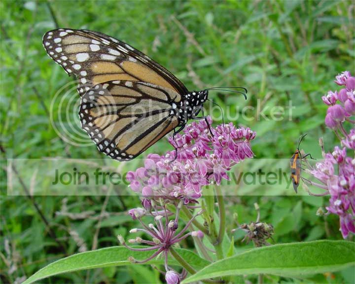 origButterfly.jpg